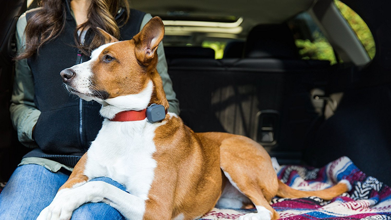 Whistle 3 GPS Pet Tracker, $65 after $15 coupon